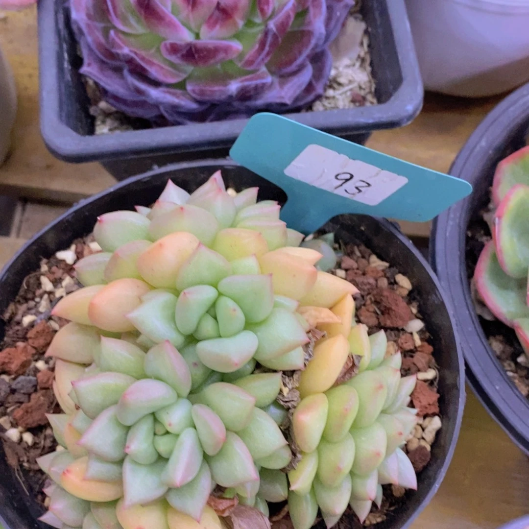 开心多肉，炸，一单包邮