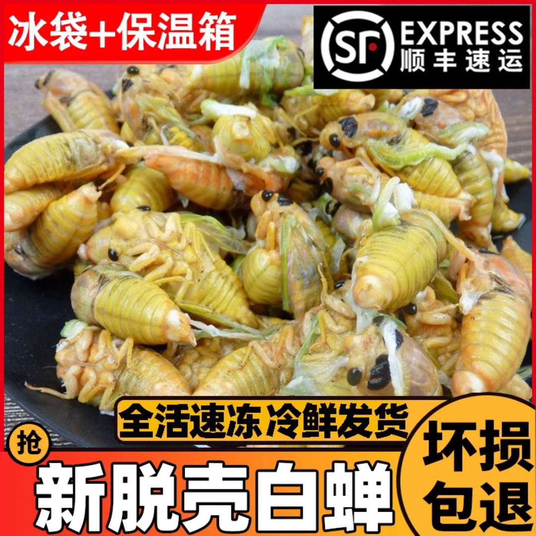 顺丰包邮/2025年新鲜上市白蝉知了猴金蝉爬叉个大肉肥高蛋白质蝉