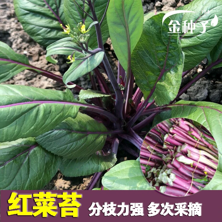 【全店满5包包邮】红菜薹种子红菜苔种子红菜心庭院家庭种蔬菜种子