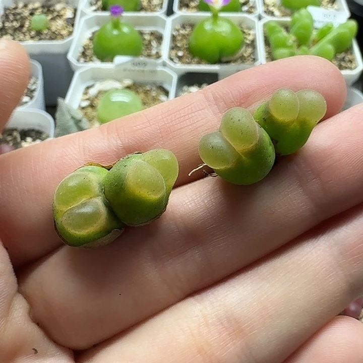 老马生石花o泡532