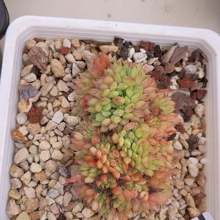 拿铁缀2539多肉植物