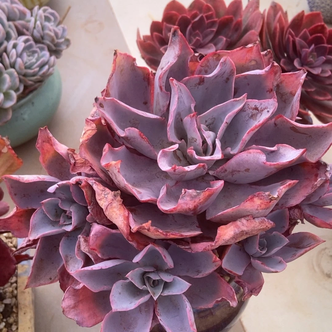 晚霞多肉多肉多肉多肉