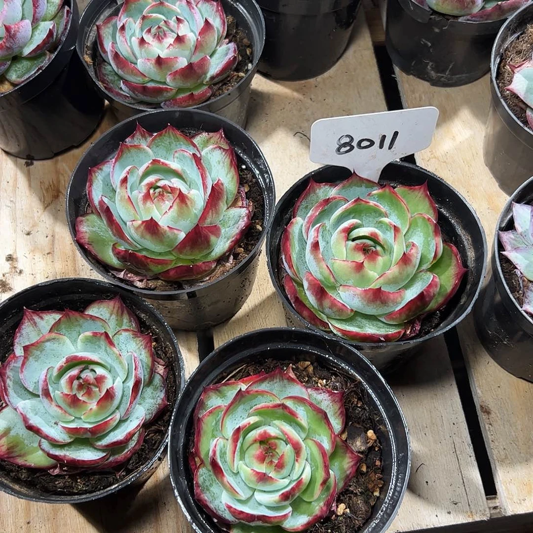 小惊鸿仙子7公分左右四颗8011号