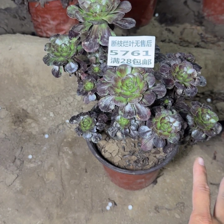 5761母本黑钻二号棚C