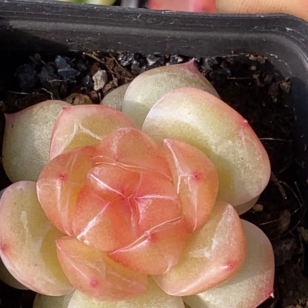 天官赐福百无禁忌