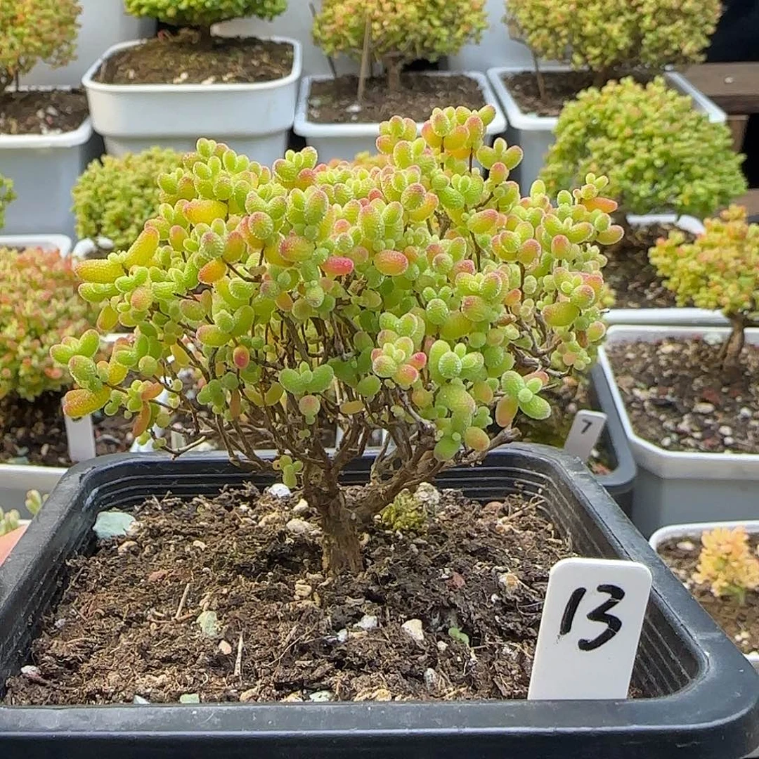 蜜橘糖球一物一拍