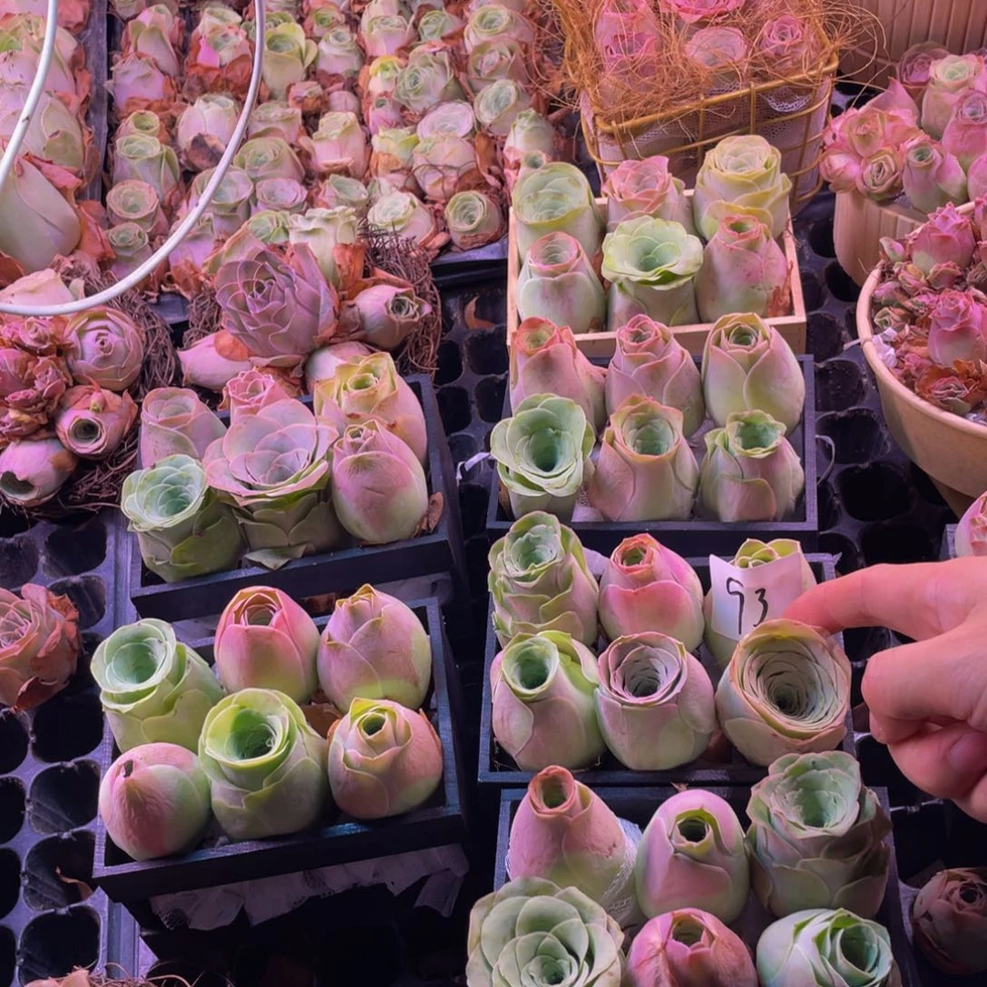 小*贞山地玫瑰多肉植物花卉93