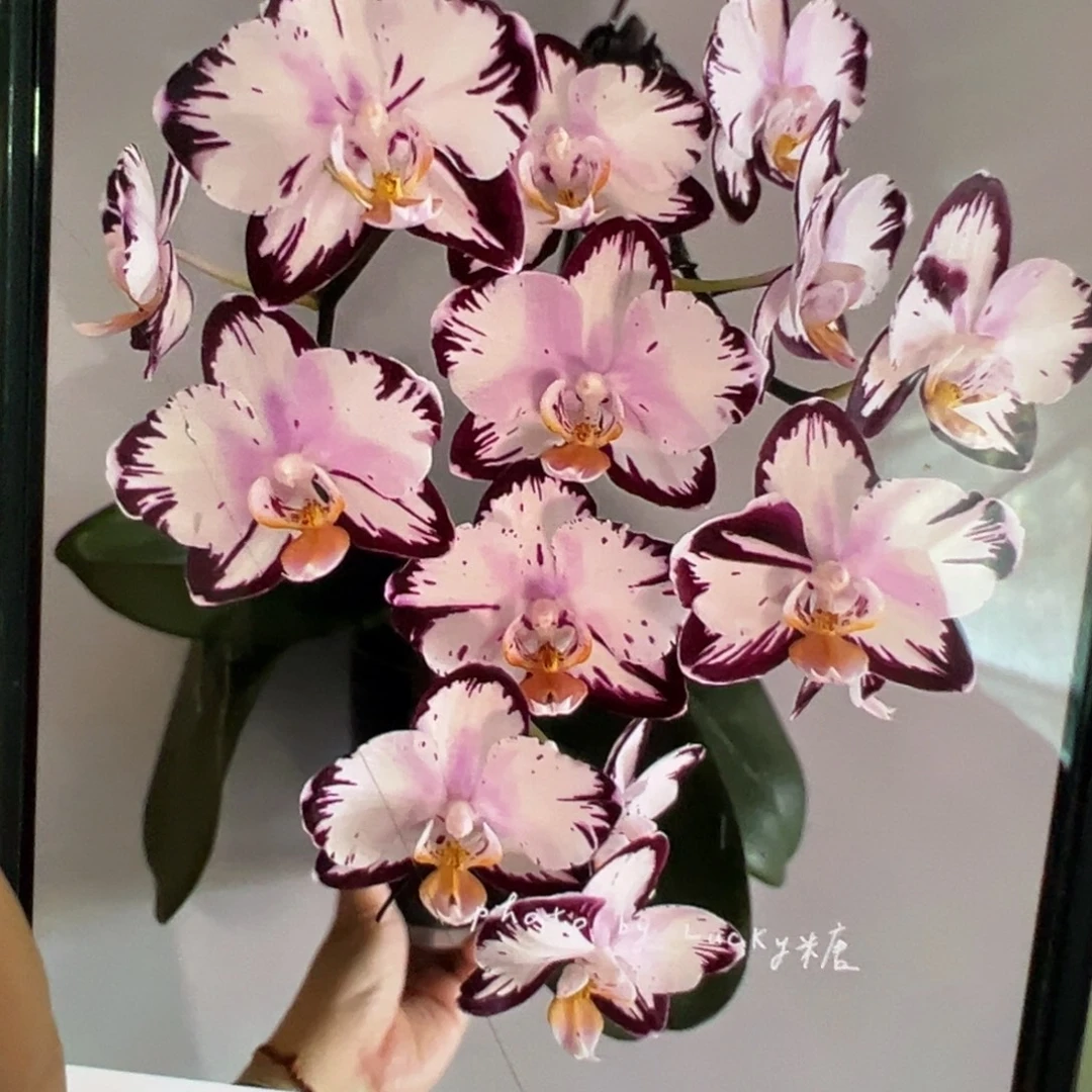 当前无花栽培后可以开花微瑕疵哈根达斯2.8杯新苗