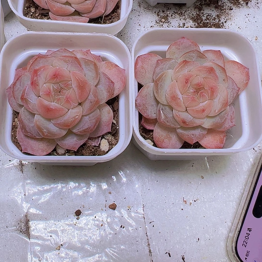 黛玉冰魄19包邮多肉植物