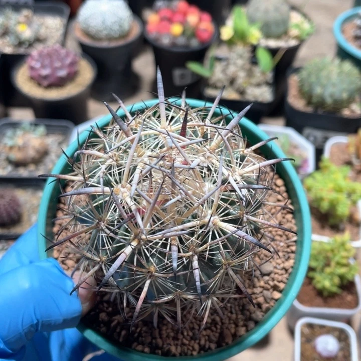 272实生狂刺大虎爪玉