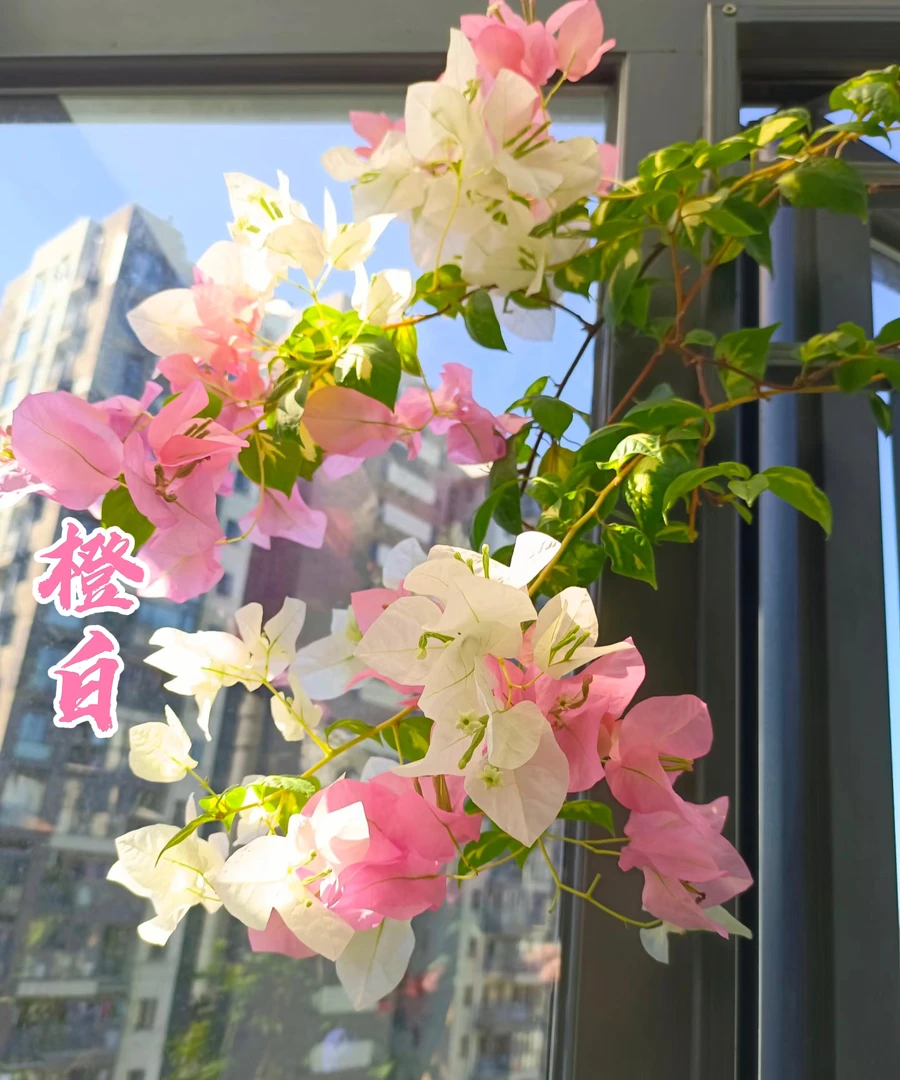 【金心橙白】 三角梅花卉勤花四季开花基地直发