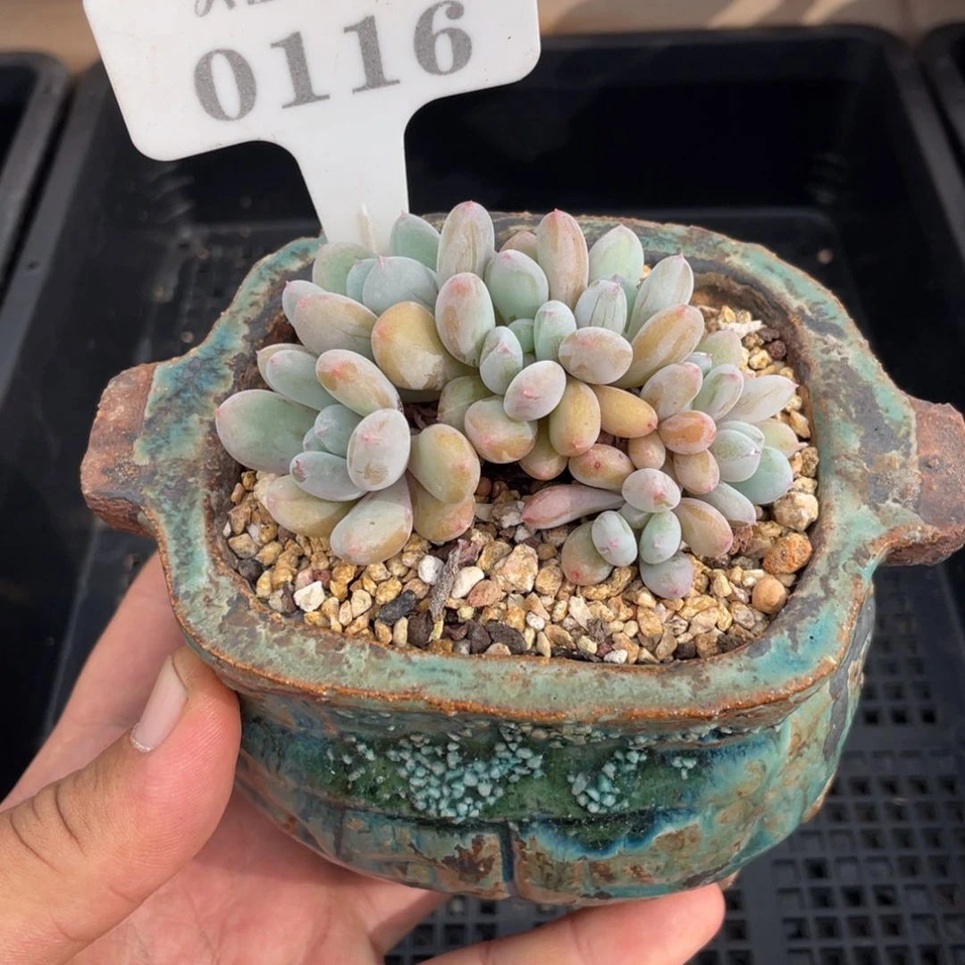 0116香香雪不带盆8厘米