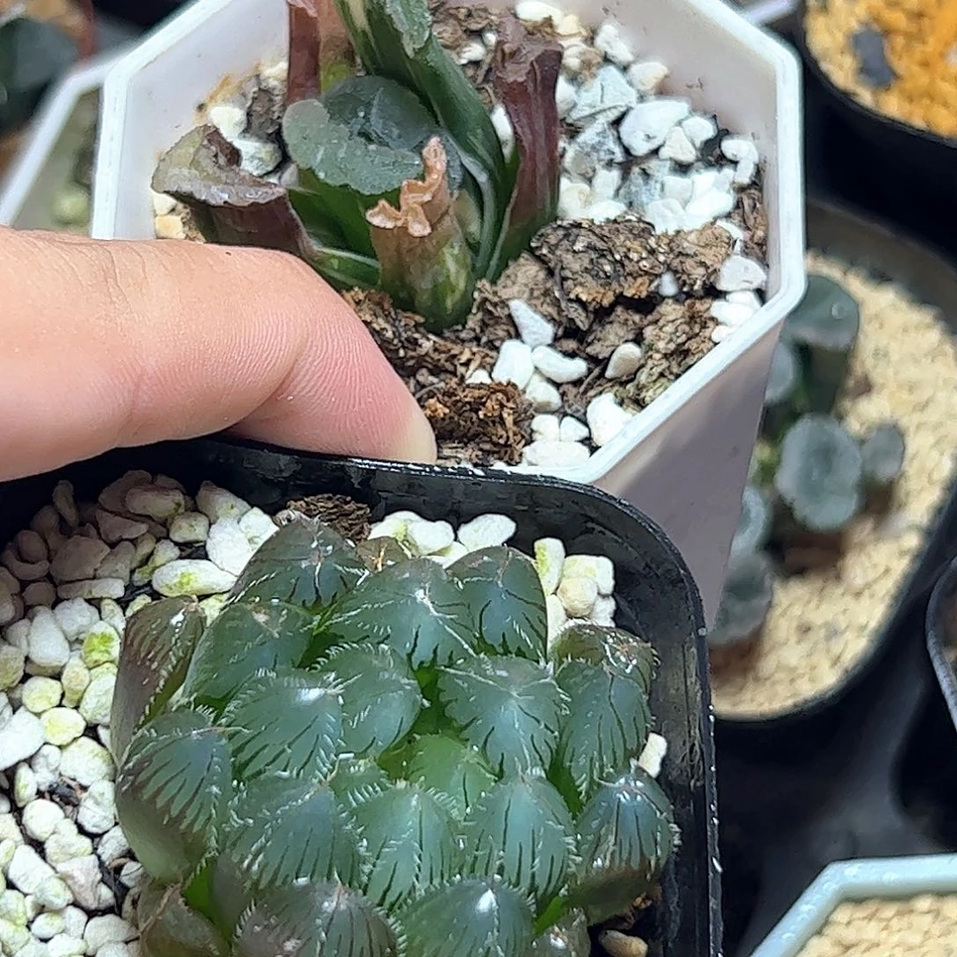 玉扇锦➕实生玉露十二卷多肉
