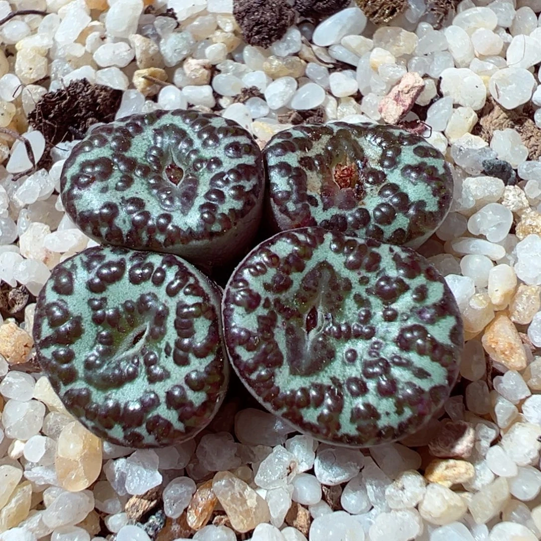 1210-423多肉多肉泡泡大黑点