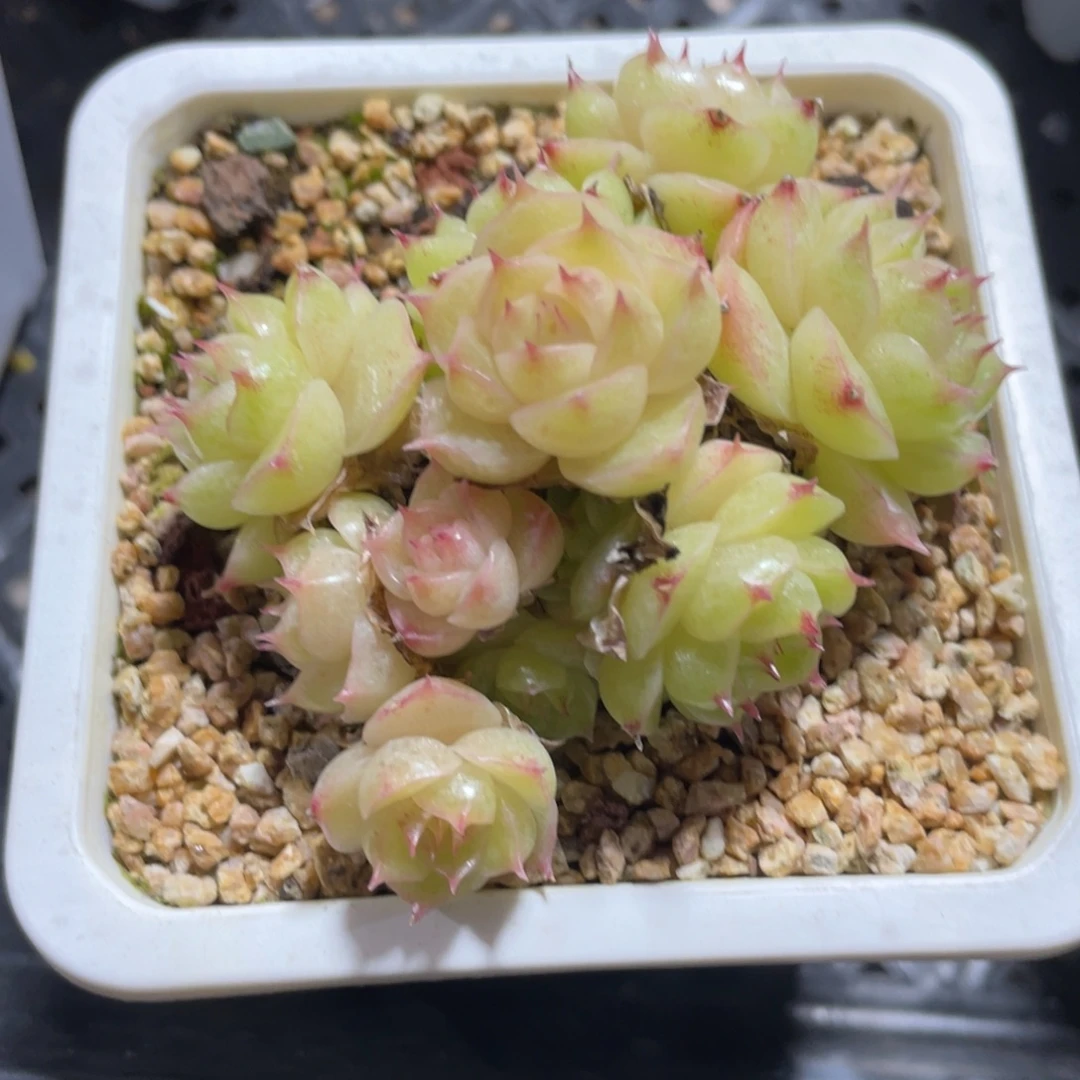 S优选麦杆福利1852