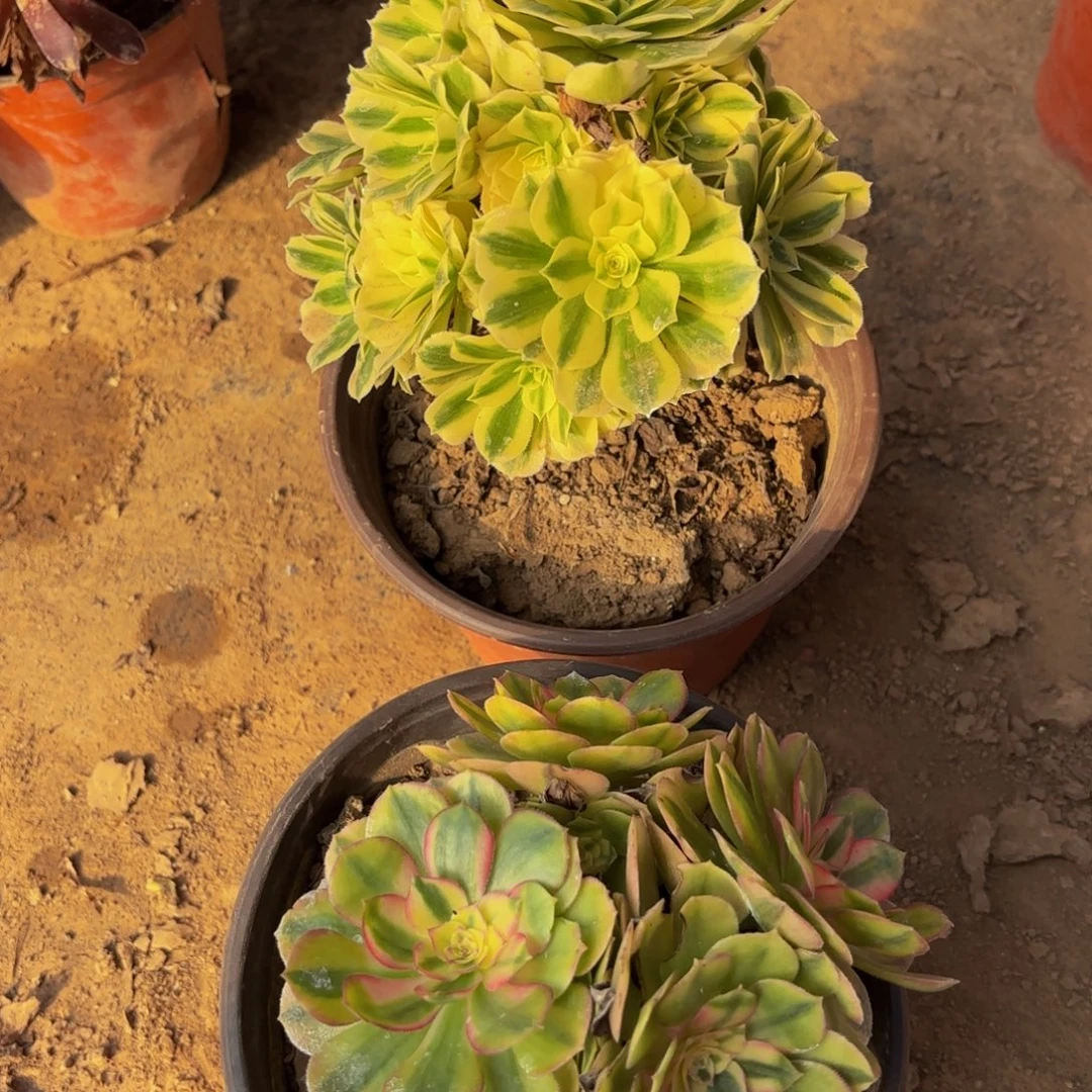 倾城，迈巴赫9.9两颗