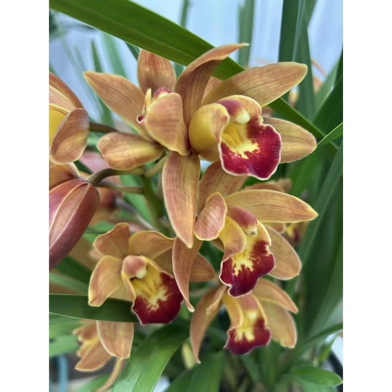 《香妃》大花惠兰 室内高端绿植 好养易活带花苞发货