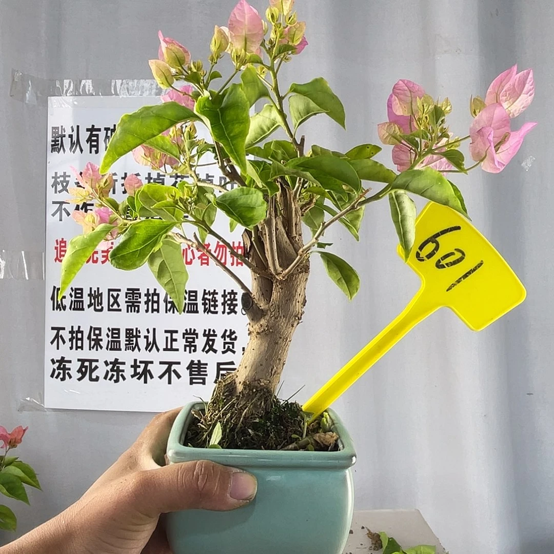 大部分花苞少量开放601广红樱掌中宝