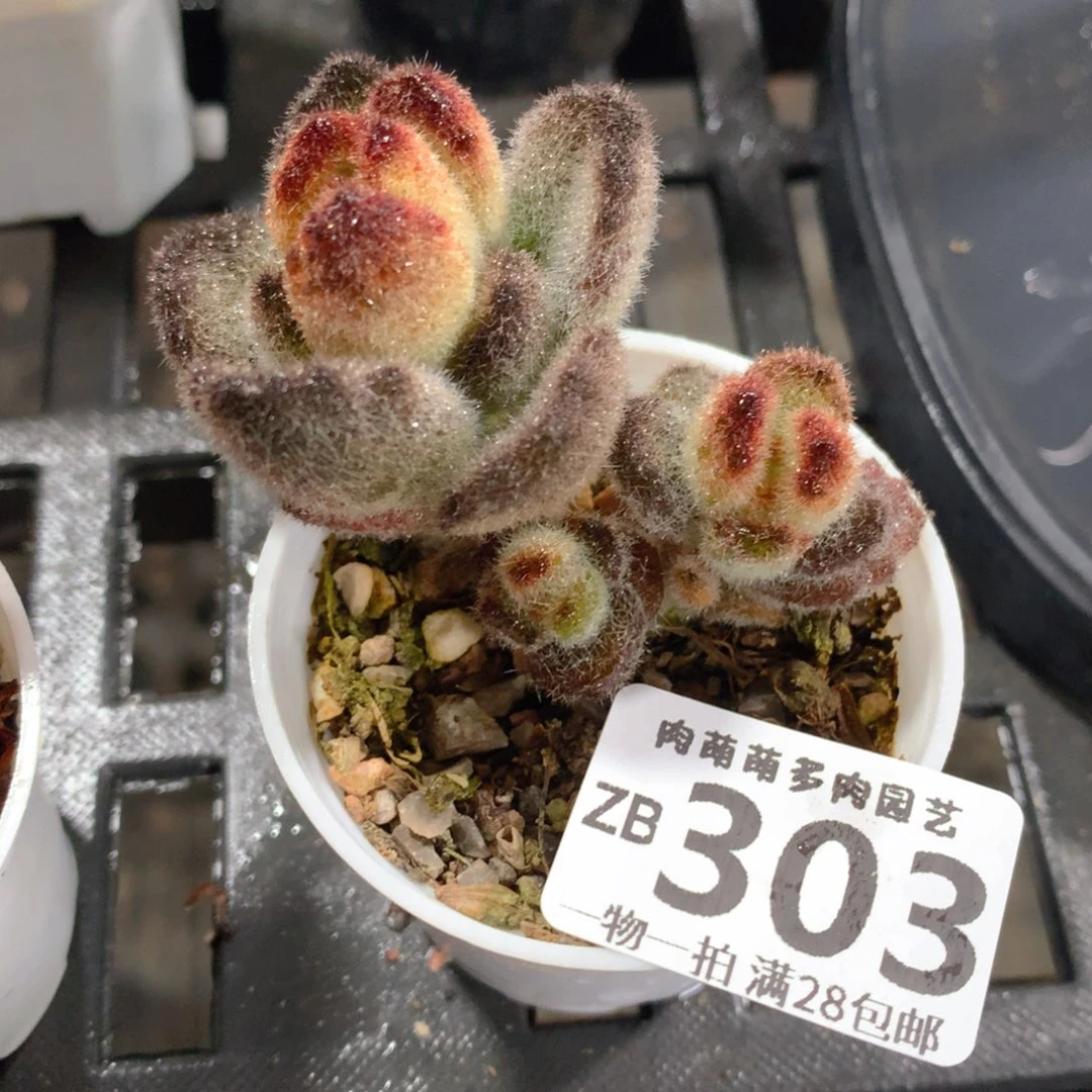 肉萌萌拇指盆精控多肉ZB303