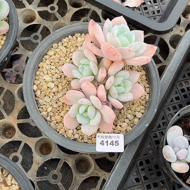 阿雅园艺。       4145冷香