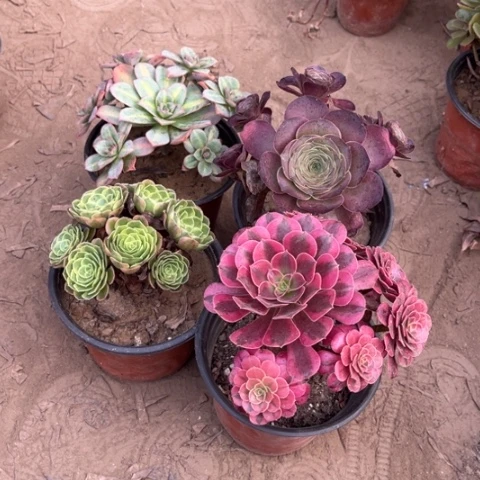086多肉植物组合，
