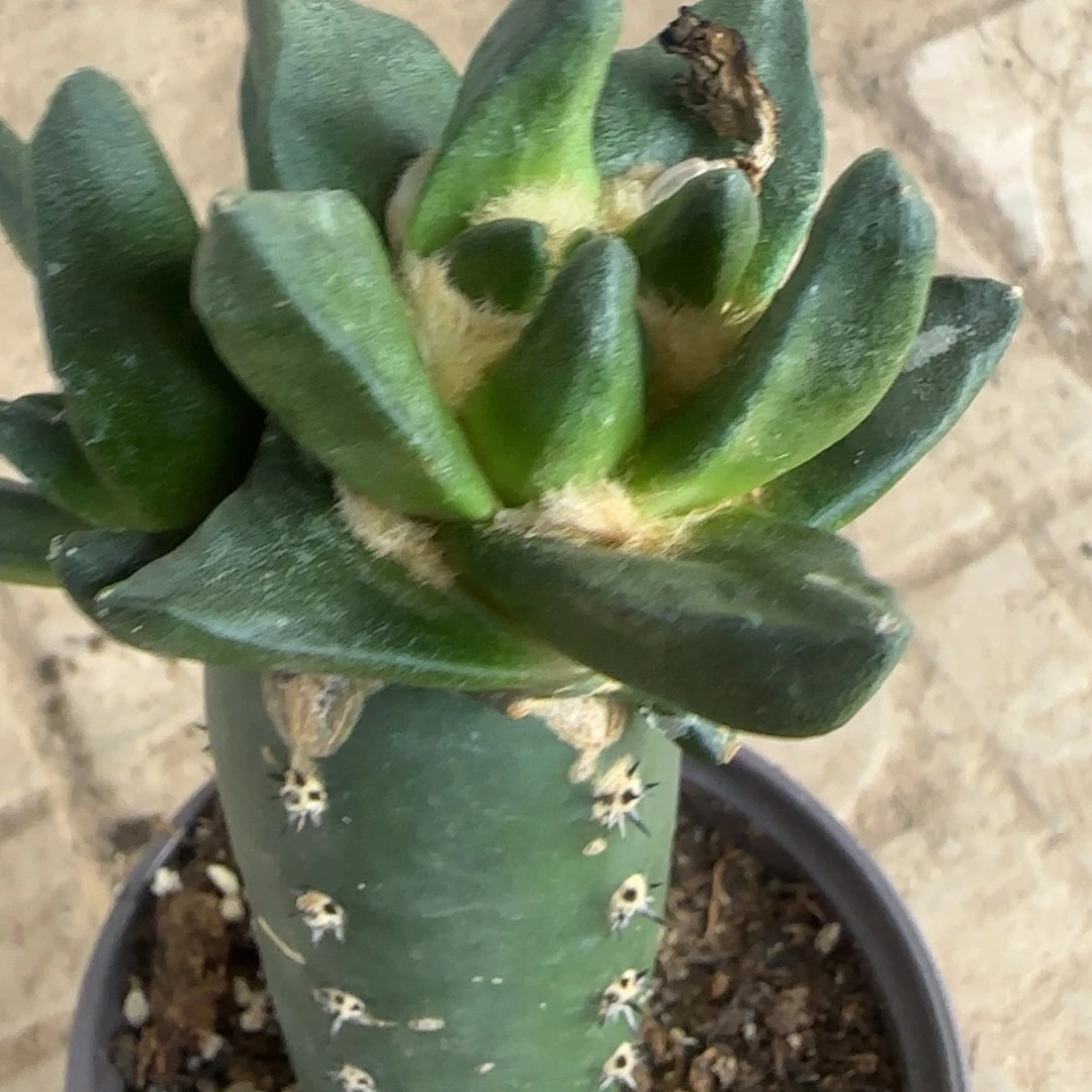 【闪购商品】无花朵三****生超大尤龙角609