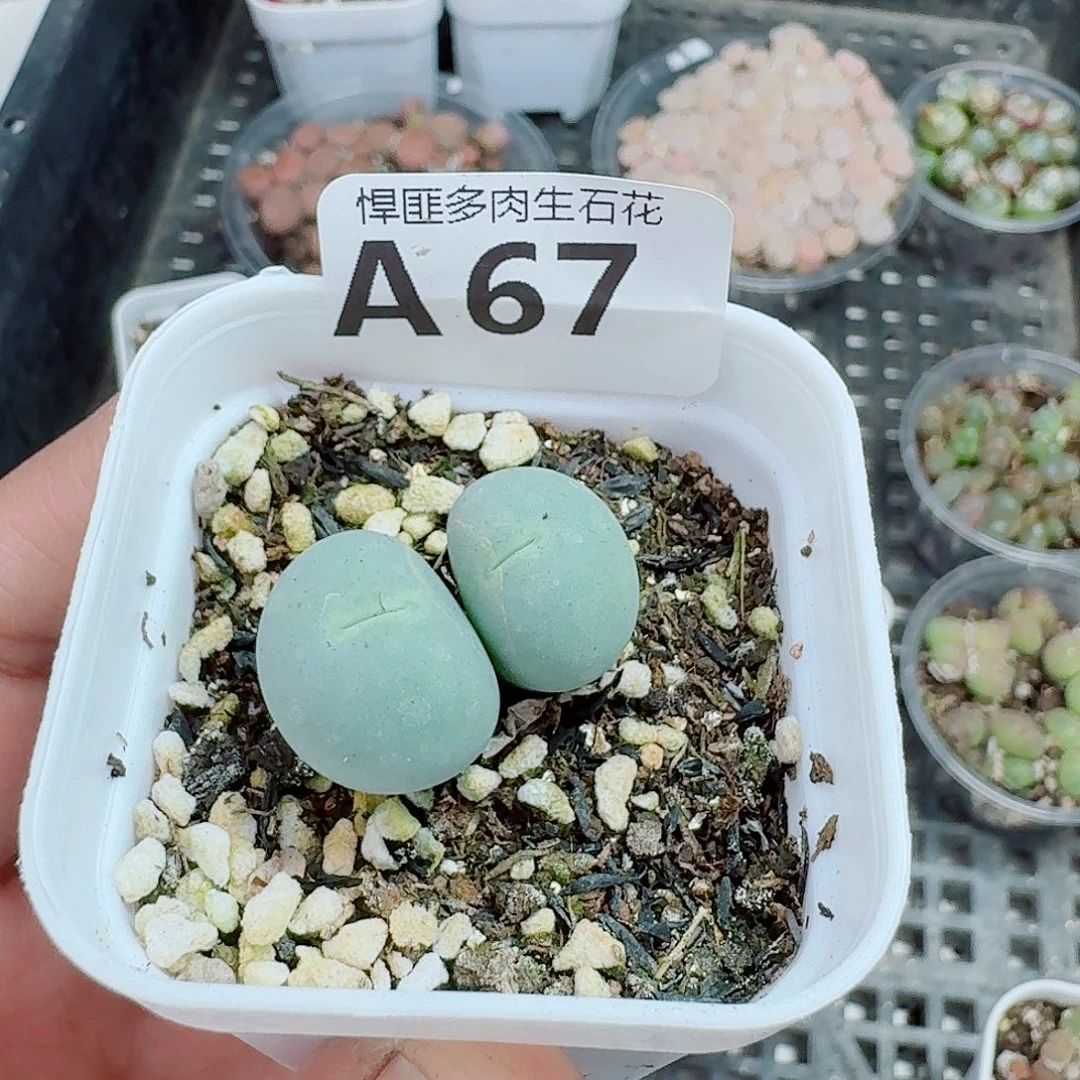 67多肉植物多肉植物