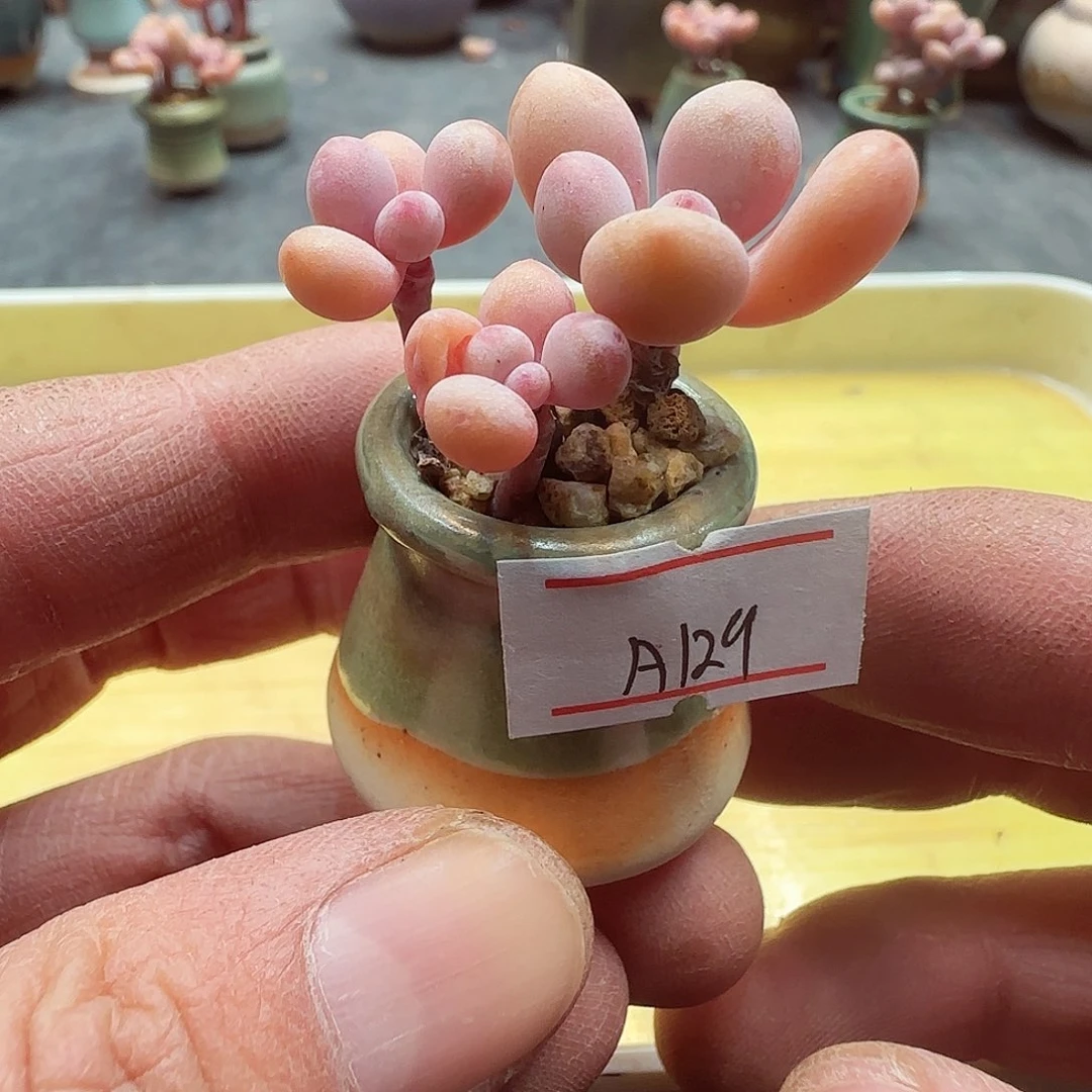 小暖萌友会福利A129