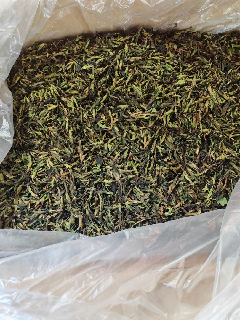 大雪山 单芽普洱茶500g 2024年 春