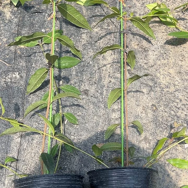 芒***园天使2468964478988777766