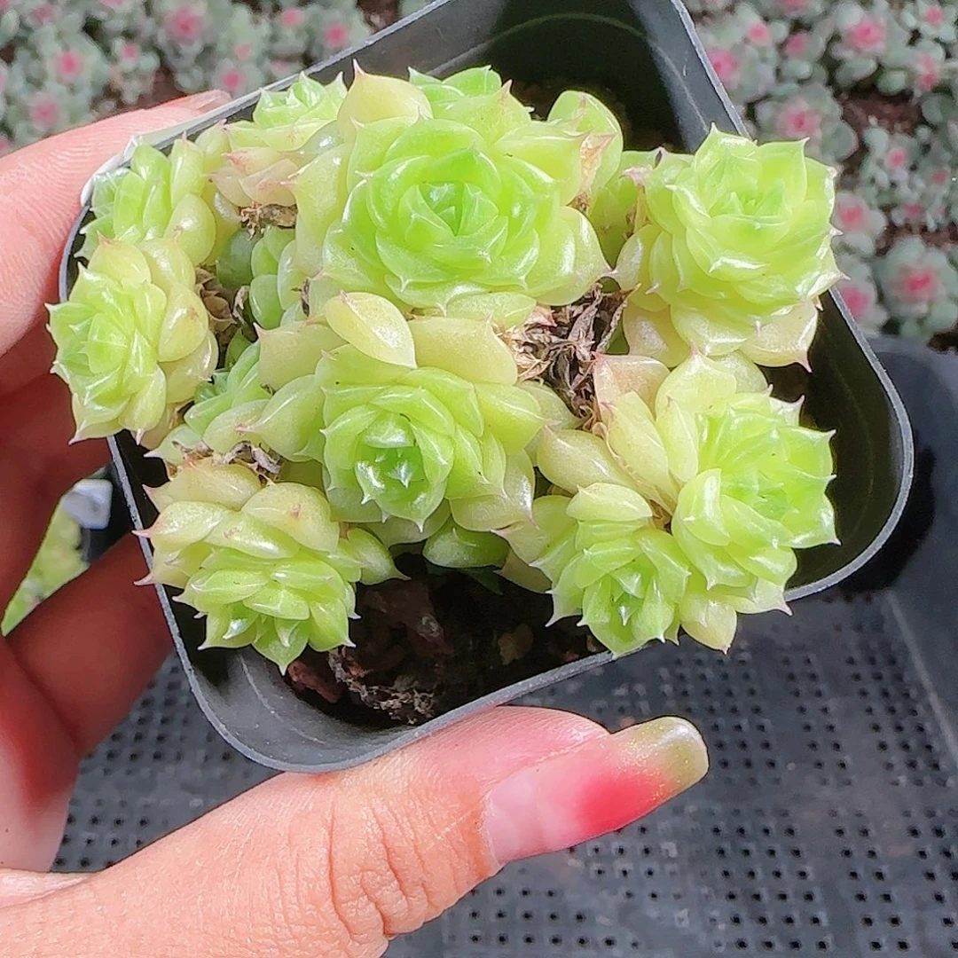 0922-127eko麦秆优选不包整