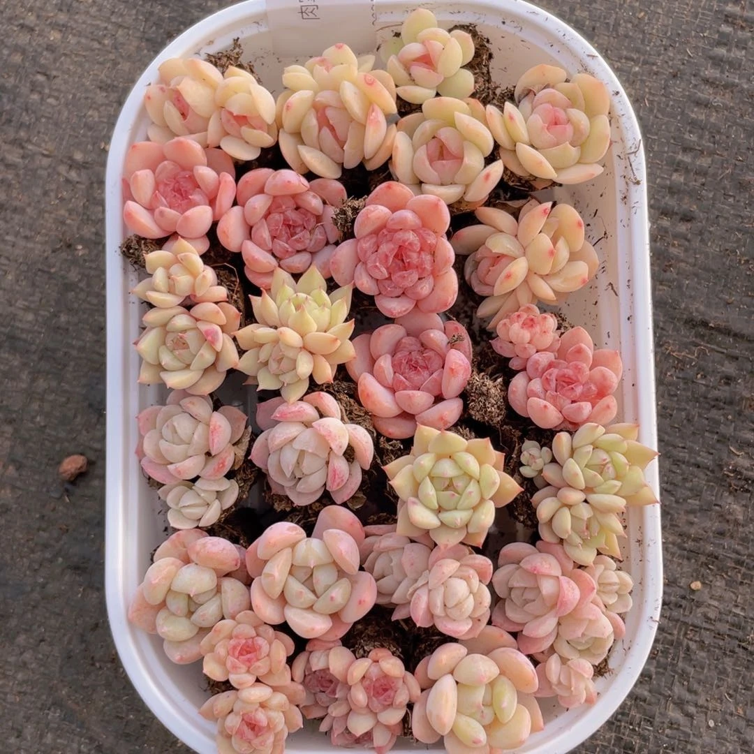 我们的生活方式是什么049