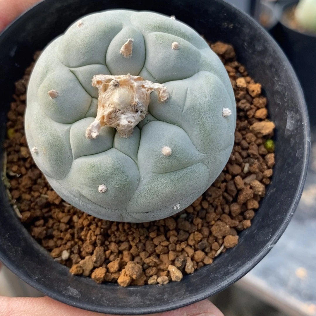 茶*无刺仙人球开花了吗？