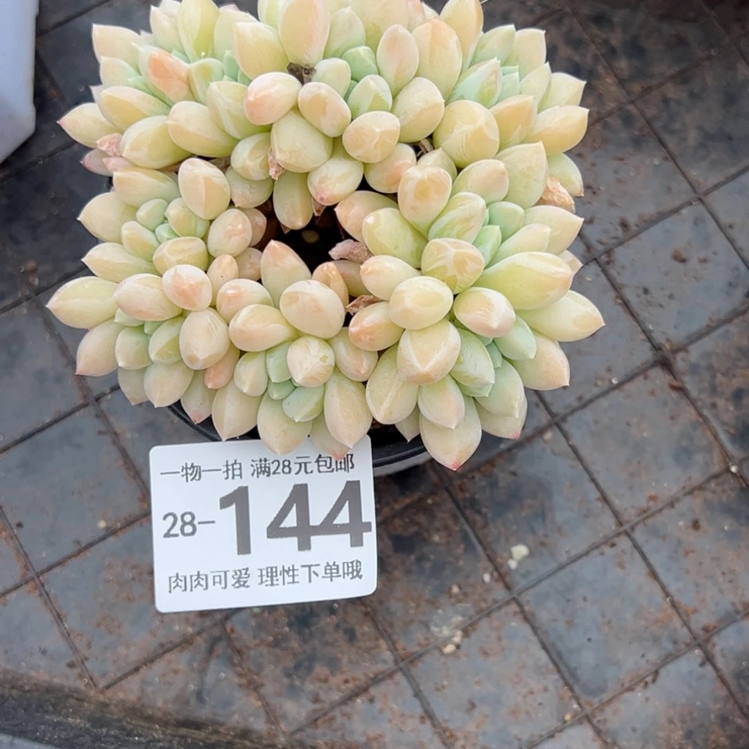 星空美人多肉多肉多肉