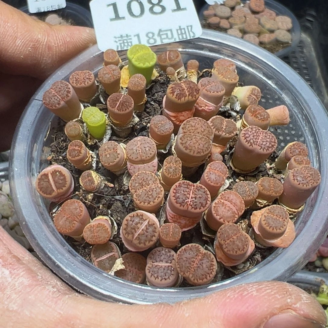 【闪购商品】 1081。 长腿。