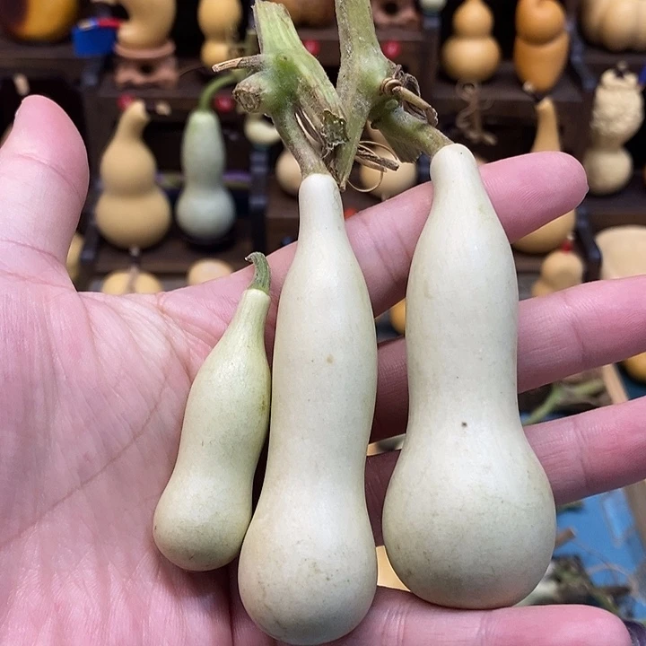 本长三把青皮全品无暇