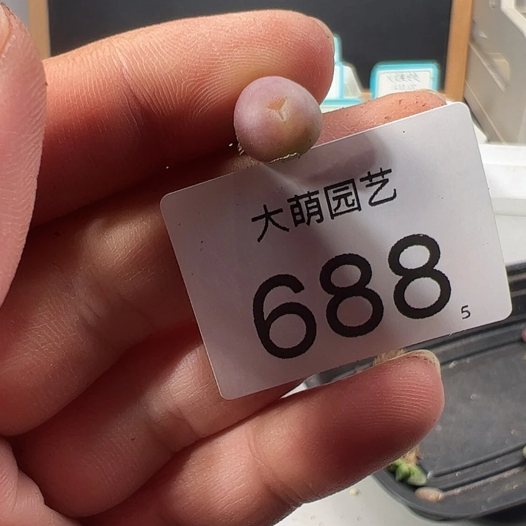 盆****.0000688 一物一拍……