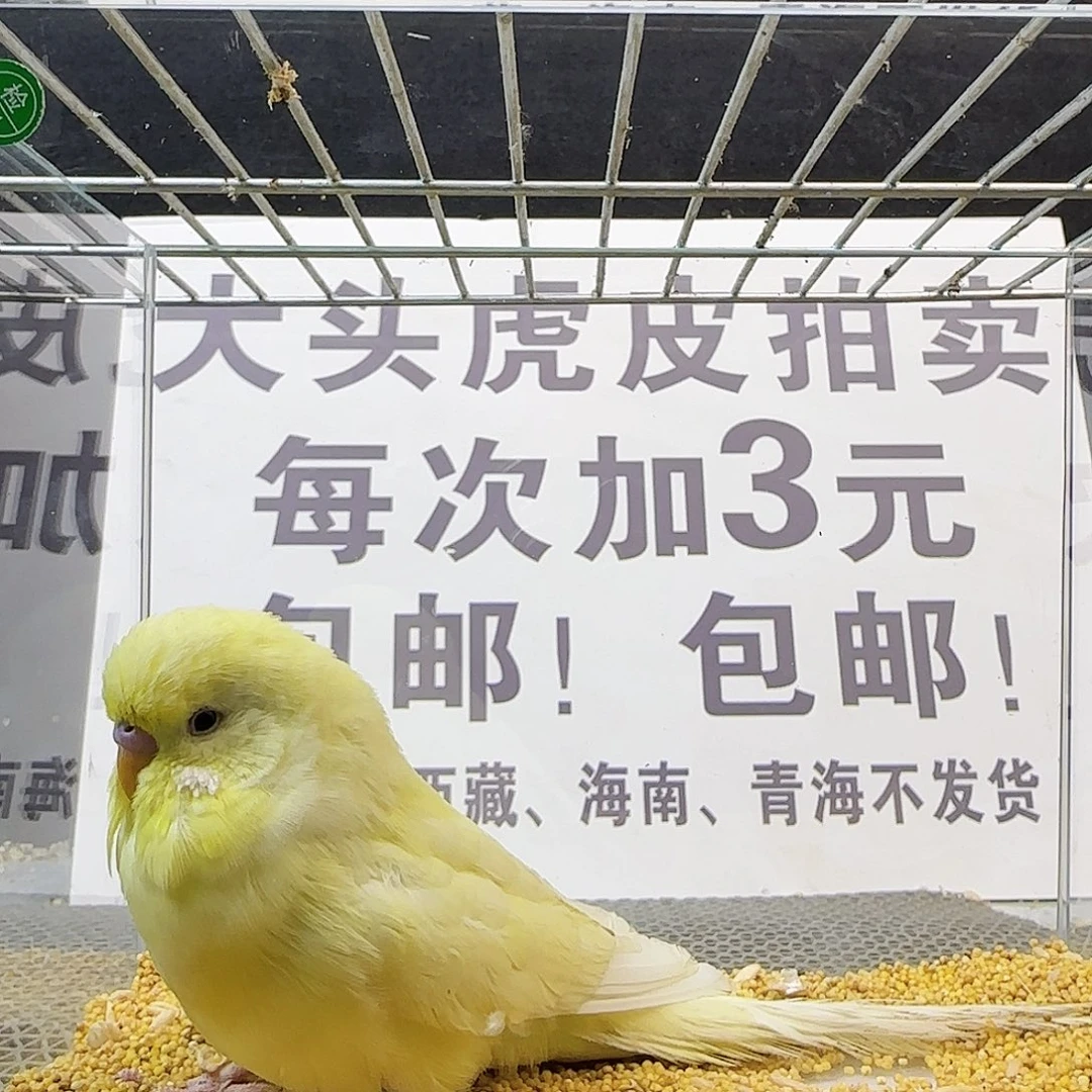 虎皮鹦鹉大头鹦鹉