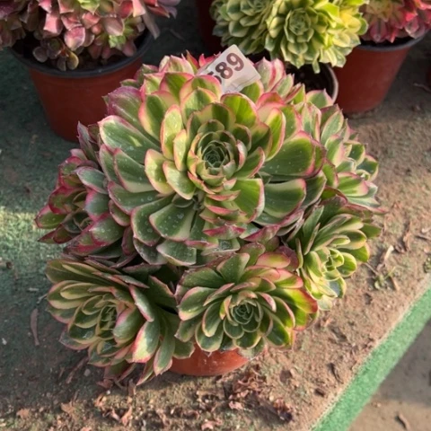 589海王手捧多肉，