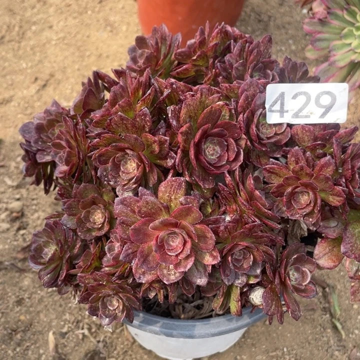 429多肉植物红丝绒有砍