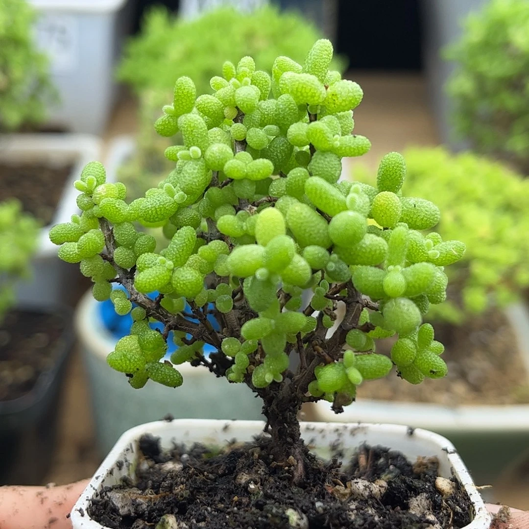 37金桔优选枝干番杏