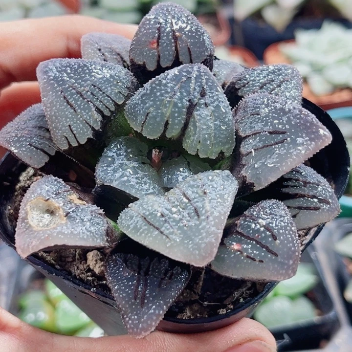 君***护十二卷 紫梦福利