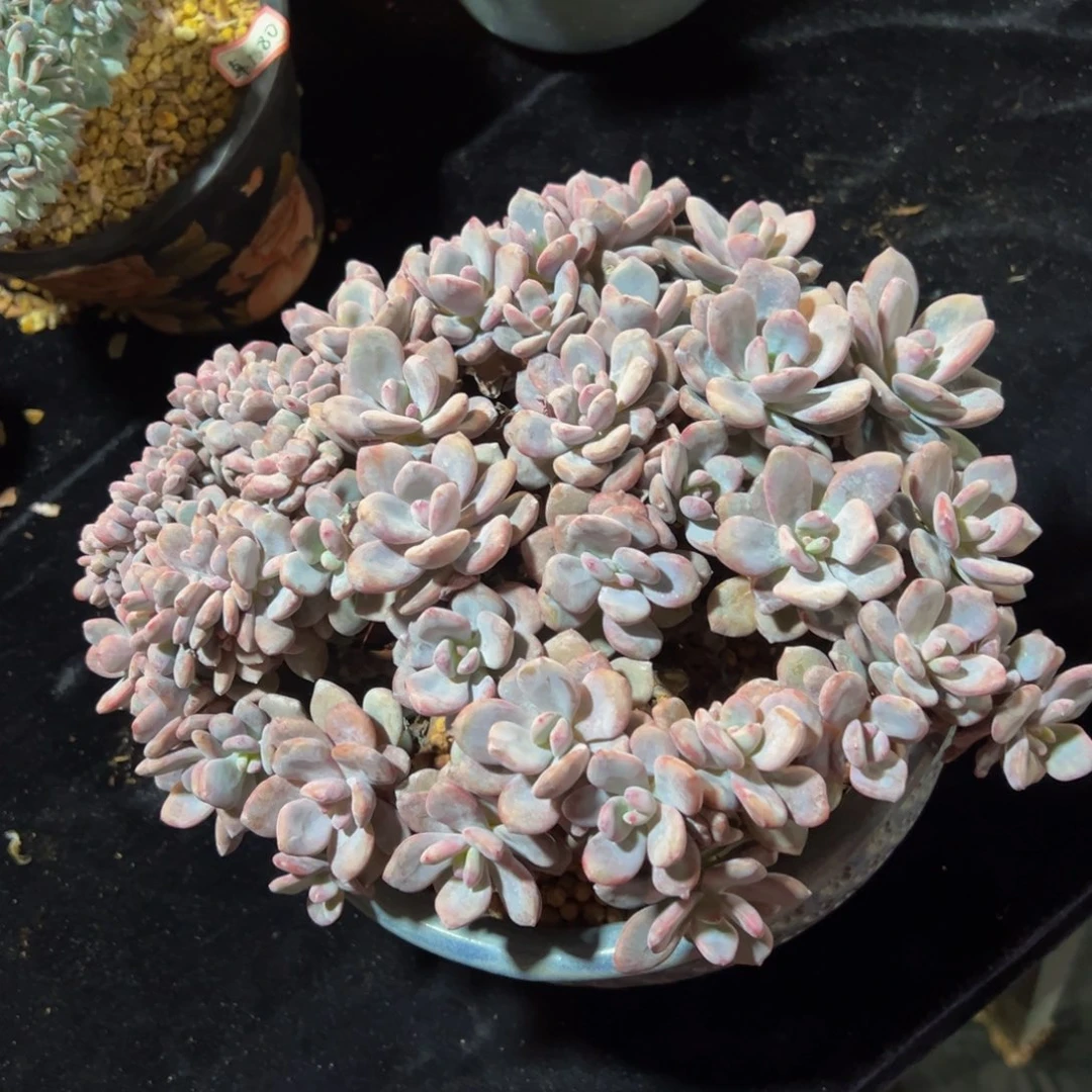 粉兔缀化微瑕无砍无摘