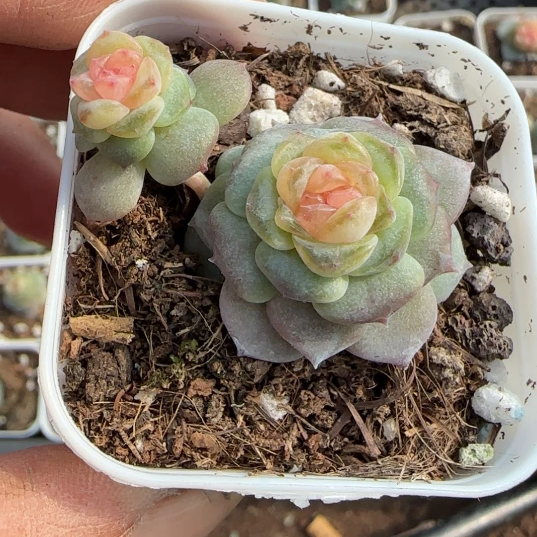 多肉小卡拉米糖心一物一拍