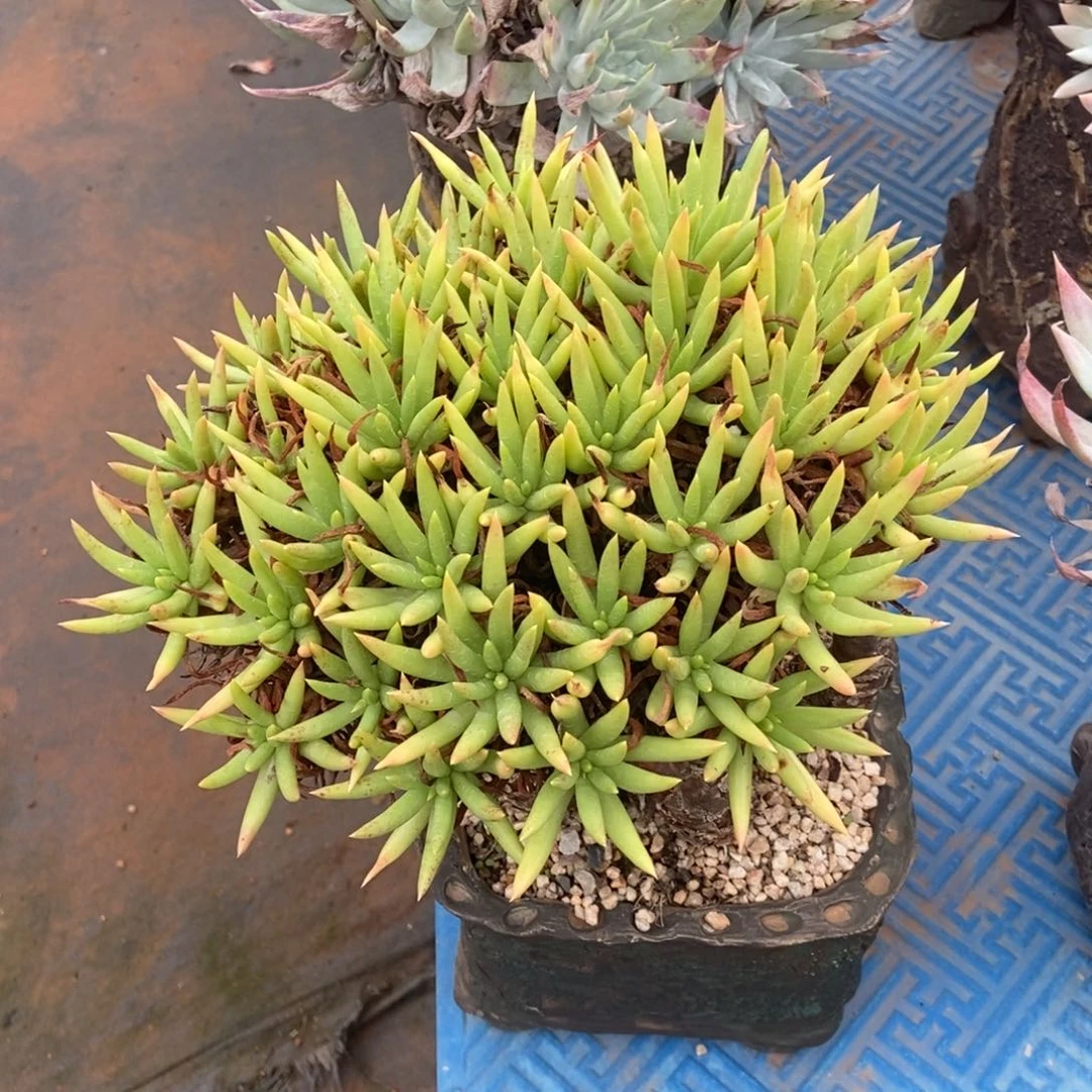 阿尔比芙诺亚多肉植物