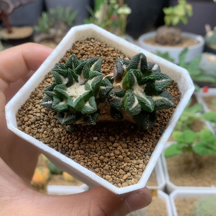 自根黑牡丹仙人球带盆