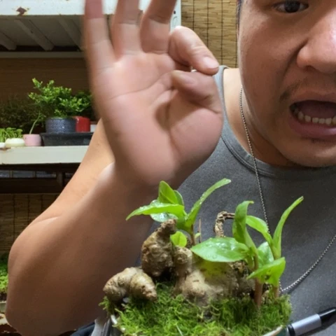 红陶一物一拍所见即所得234