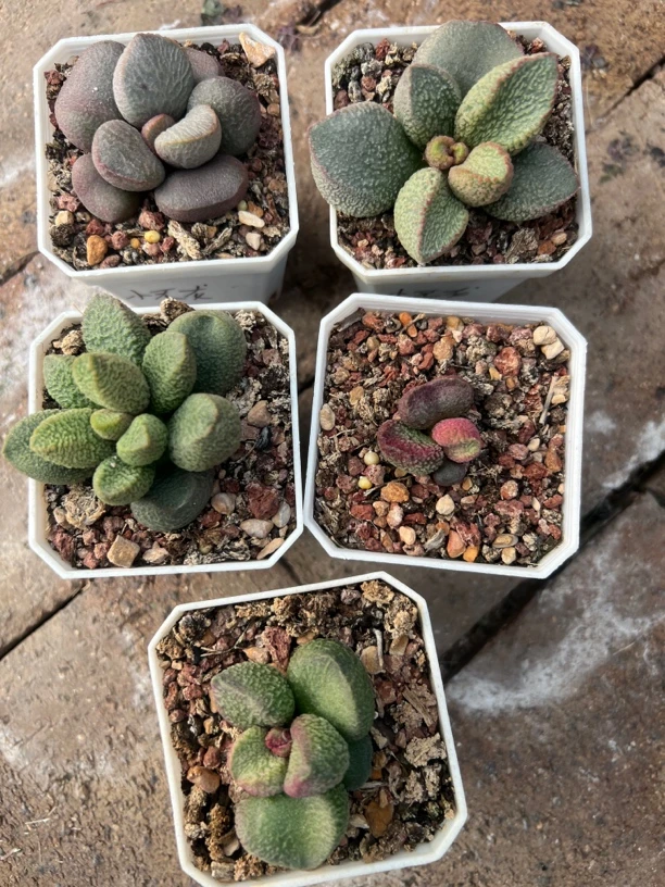 小无龙水泡多肉植物