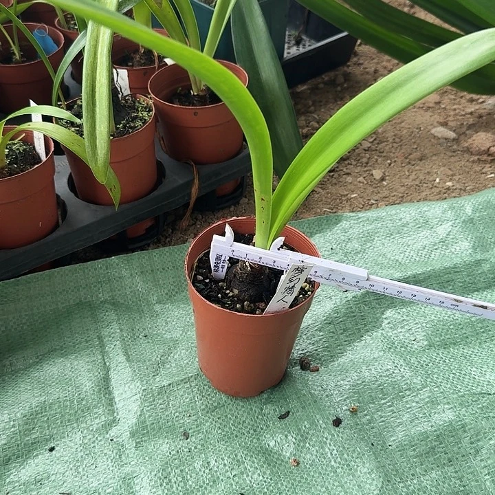 梦幻情人3.8左右不带盆