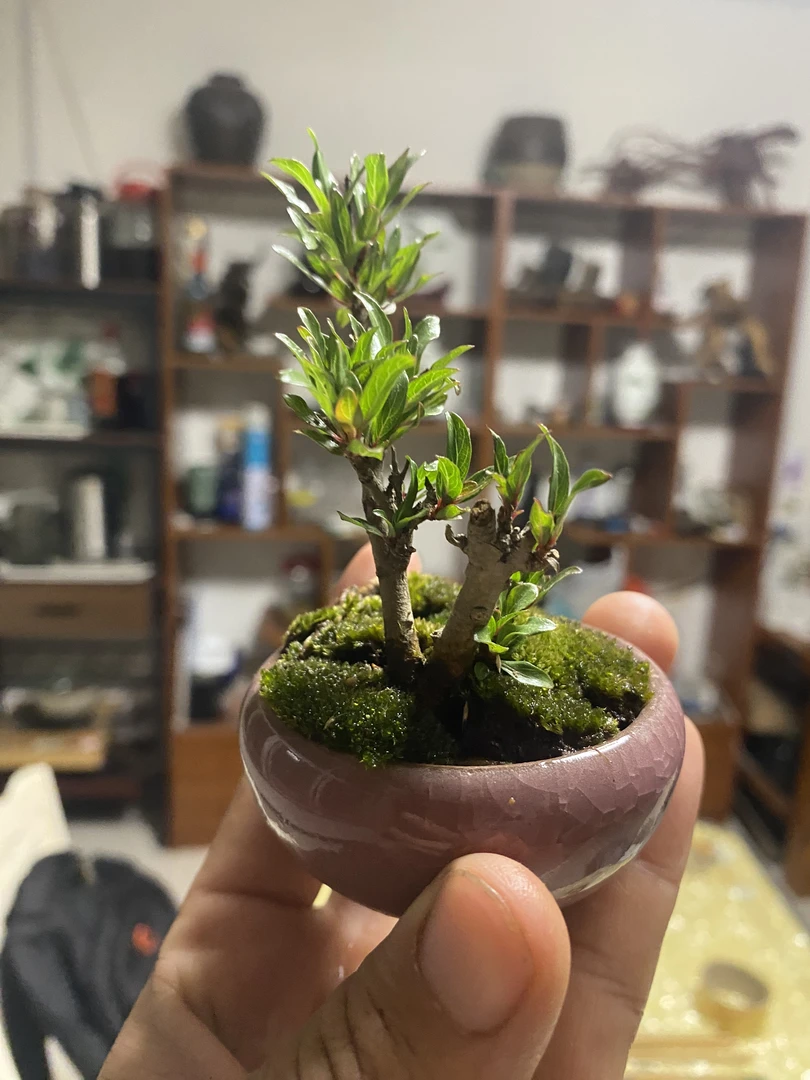 水杨梅造景水培植物鱼缸假山绿植素材